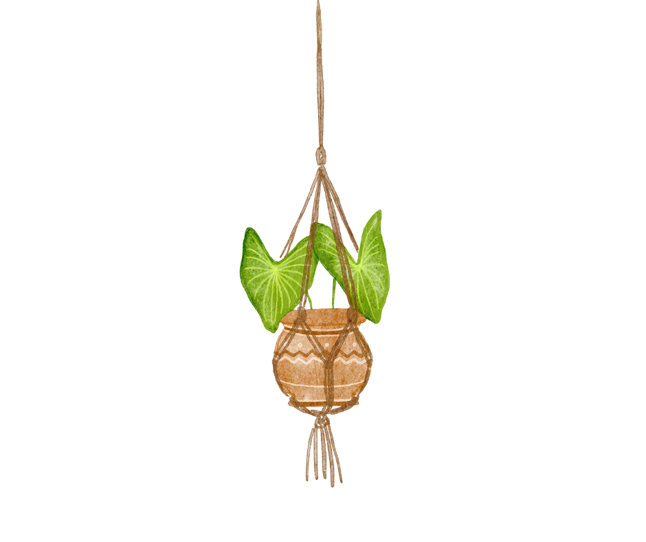 Plante suspendue